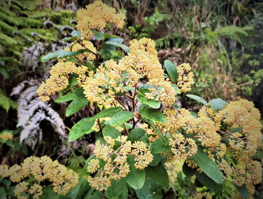 Kūmarahou, bunches of small yellow flowers, bright blue sky