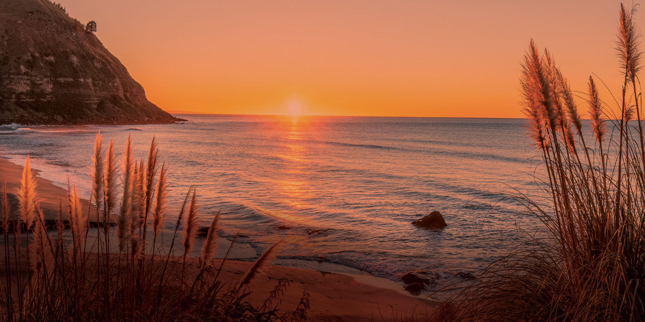 Toi Toi Plants New Zealand Beach Sunset Ocean Waves