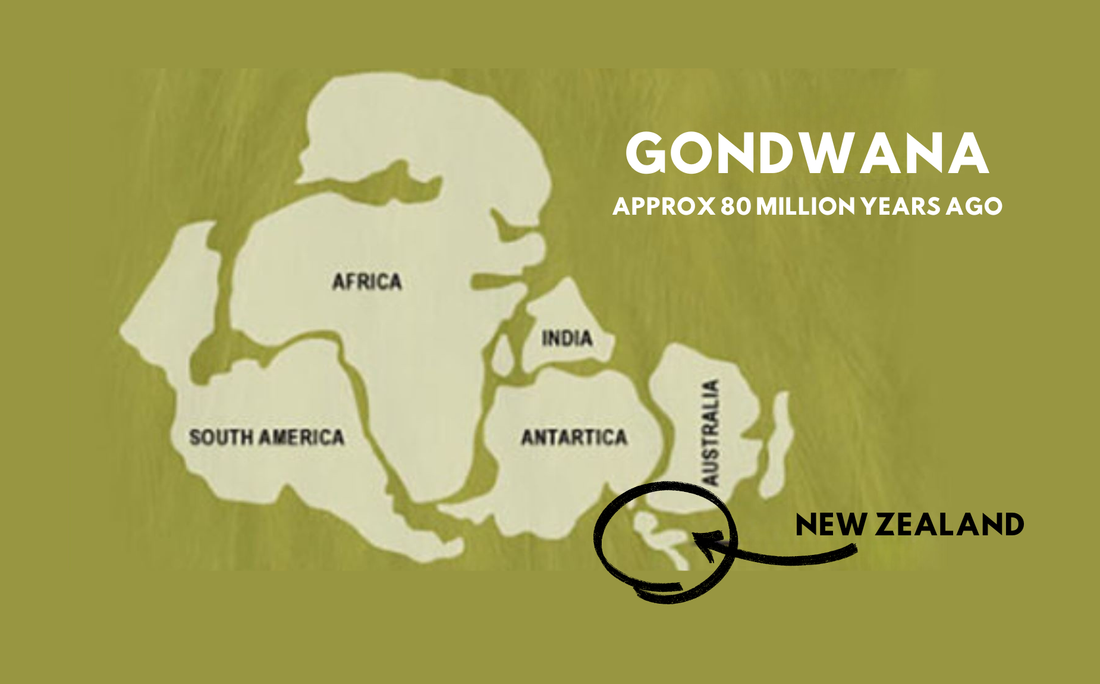 X-ZONE - Championing New Zealand's healing botanicals