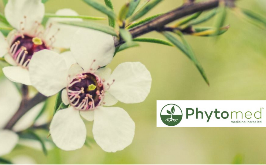Introducing: Phytomed Medicinal Herbs