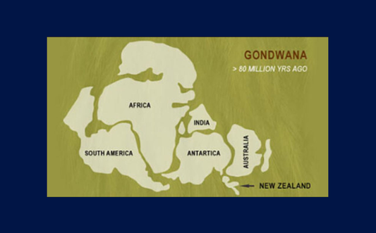 X-ZONE - Championing New Zealand's healing botanicals