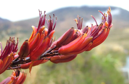 Red flax flower in foreground, with hills and trees in the background.