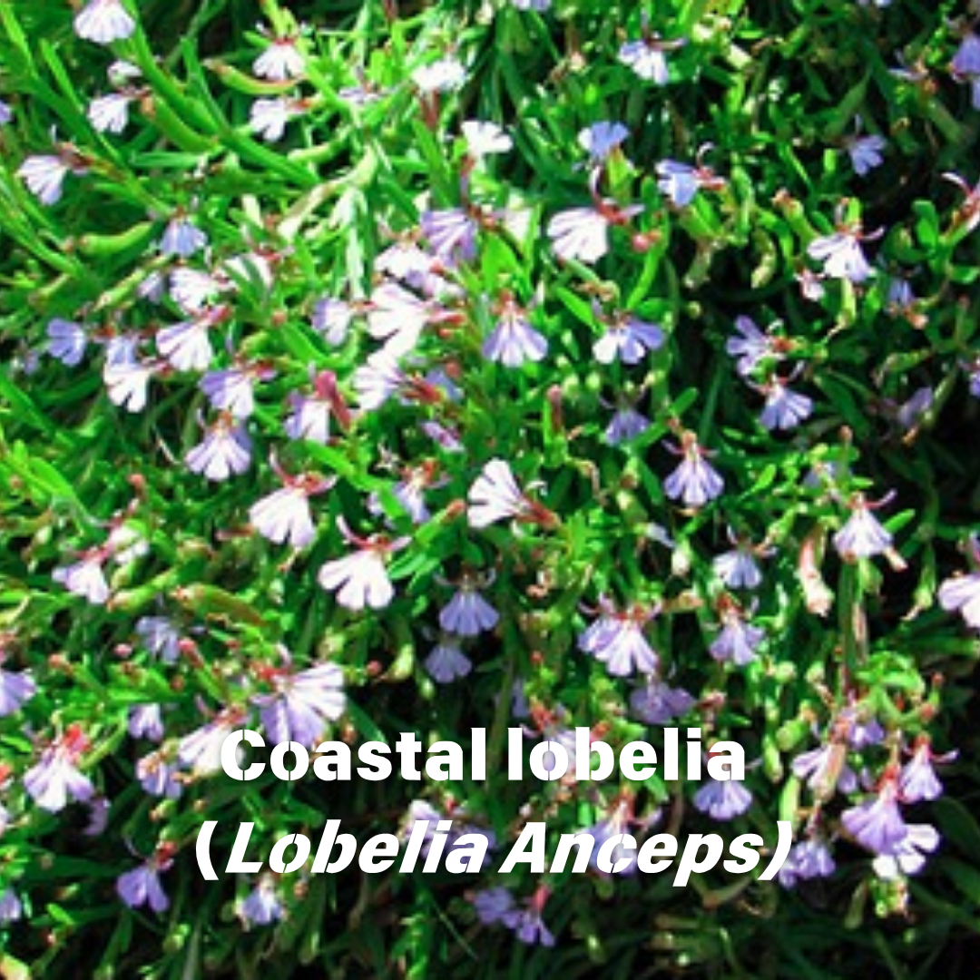 DE-STRESS SUPPORT© - 20ml Oral Flower Essence Spray - Spray
