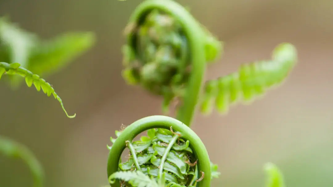 Fresh green fern fronds unfurling from their tightly coiled fiddlehead tips.