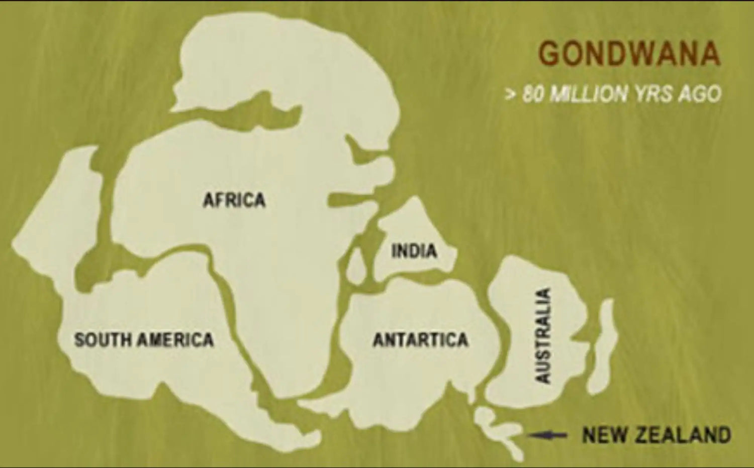 A simplified, olive-green map illustrating the supercontinent gondwana with white silhouettes of africa, south america, india, antarctica, australia, and new zealand labeled in black text.