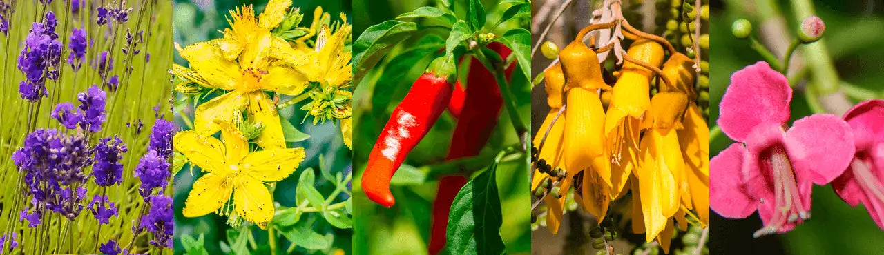 A vibrant collage of five distinct flowering plants, each showcasing unique colors and textures: deep purple lavender in tall spikes, bright yellow st.
