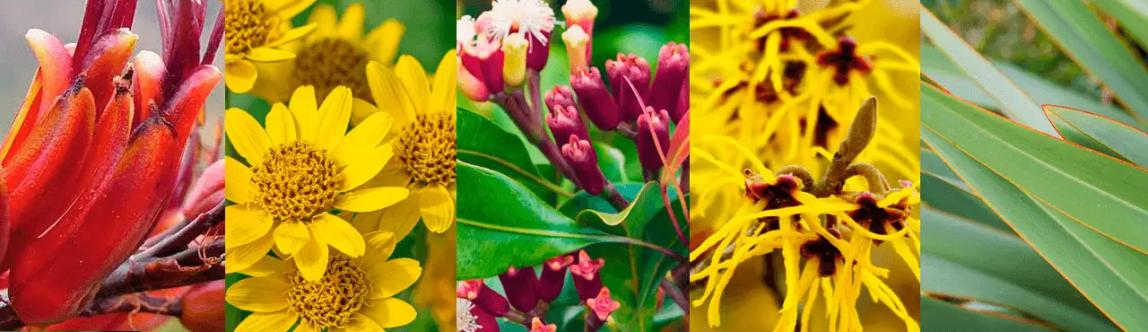 A vibrant collage of five distinct flowering plants, each with unique colors and textures including deep reds, bright yellows, purples, and green foliage.