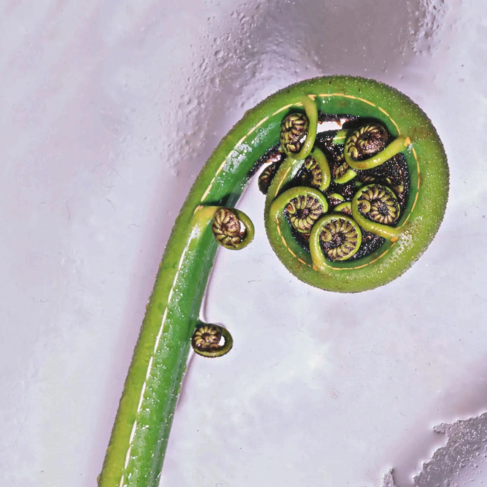 A vibrant green fern frond unfurling with intricate, coiled segments revealing dark brown and yellowish patterns.